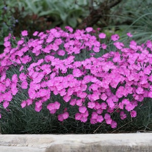 25 cheddarroze roos Dianthusbloem 'Firewitch'-zaden / Dianthus gratianopolitanus / Geurige bloem / Bodembedekker / Vaste plant /(G12) F
