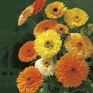 Op de afbeelding: Een boeket met oranje, gele en witte calendula bloemen. De bloemen zijn in een vaas gerangschikt en hebben verschillende vormen en maten.