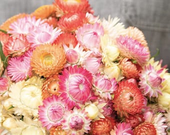 Muscheln Pastell Mix Strohblume, Bacteantha bracteata, Für getrocknete Blumen, 40 Samen