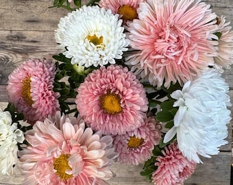 Rose Aster Seeds, China Aster, Pink, White Mix, Cut Flower Garden, 50 Seeds