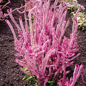 May include: A cluster of pink flower stalks with feathery blooms. The flowers are arranged in a dense, upright cluster, creating a vibrant display of color.
