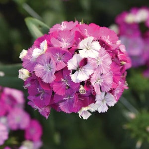 50+ Dianthus Barbatus  Etournelle Mix Flower Seeds / Sweet William / Perennial / ( D10) F