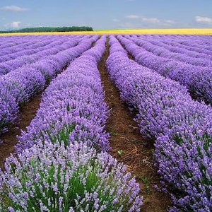 50/100/ English lavender Flower Seeds / Hidcote Blue Lavender /Lavandula Angustifolia / Perennial/ True Lavender/ Cottage Garden/ (LG1) F