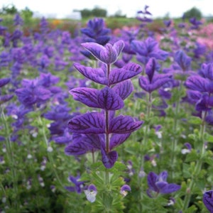 Könnte beinhalten: Ein Feld mit violetten Salbeiblüten mit dunkelvioletten Adern in den Blütenblättern. Die Blüten stehen in voller Blüte und die Blätter sind grün.