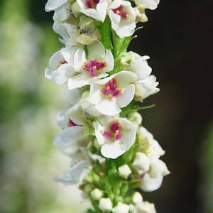Plus de 100 graines de verbascum blanc blush / graines de molène papillon de nuit à fleurs blanches / fleur de jardin cottage / (GJ17) F