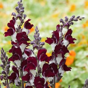 Op de afbeelding: Close-up van een tros leeuwenbekbloemen met witte en dieprode bloemblaadjes. De bloemen zijn verticaal gerangschikt, wat een opvallend visueel beeld creëert.