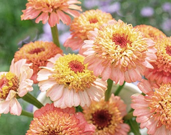 10 Novelty Zinderella Peach Zinnia / Zinnia Flower Seed / Apricot Zinnia Flower (#74)