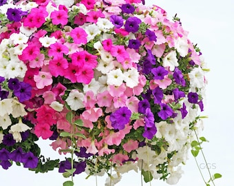 Mezcla de semillas de petunia colgante, Petunia hybryda pendula, cesta colgante, jardín rústico, 100 semillas