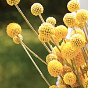 30 Sementes de Craspedia Globosa Amarela (Crapedia globosa) / Sementes de Craspedia 'Sun Ball' / Sementes de Flores Únicas / (G14) F