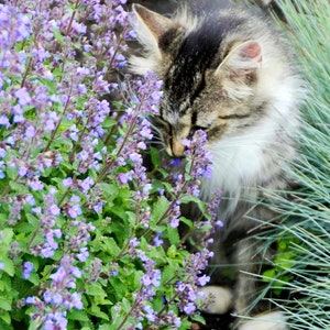 30+ Katzenminze Samen / Englischer Garten / Cottage Garden (G95 ) F