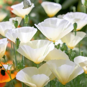 100+ California Poppy Creamy White &#39;Ivory Castle&#39;  / Poppy Flower Seeds / (G58) F