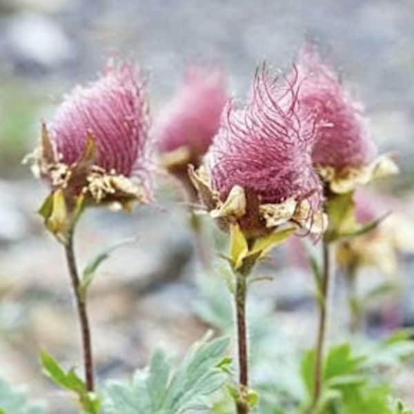 プレーリースモーク（ゲウム・トリフロラム）の花の種、野草、秋まき、10粒