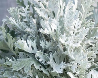 Tall Dusty Miller, Silber Schnittblumen Laub, größer als Silverdust, 30 Samen