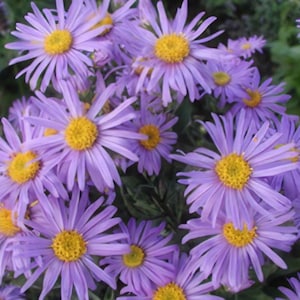 25+ ASTER amellus &#39;Rudolf Goethe&#39; Seeds / Lavender Blue Aster / Cottage Garden / Wildflower bouquet (GJ32) F