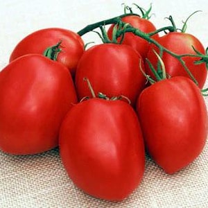 Könnte beinhalten: Eine Traube von acht roten, reifen Tomaten, die noch an der Rebe hängen, mit grünen Stielen und Blättern. Die Tomaten sind oval geformt und haben eine glatte, glänzende Haut.