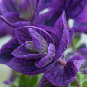 Könnte beinhalten: Nahaufnahme von lila Blüten mit einer weichen, flauschigen Textur. Die Blütenblätter haben einen tiefen Lilaton mit helleren Adern, die durch sie verlaufen.