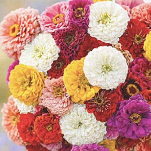 25+ Oklahoma Formula Mix Zinnia Seed / Bloemzaden /Kleurmix/ Bloemzaden / Cut-and-come-again bloem / (40) F