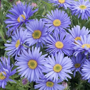 25+ Alpine Aster &#39;Goliath&#39; Seeds / Blue Aster / Large Flower / Cottage Garden / Native Wildflower (GJ31) F