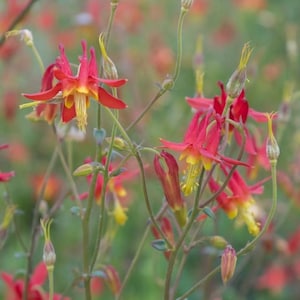 50+ Wild Native Columbine Flower Seeds / Attract hummingbirds Butterfly/ Aquilegia canadensis /Red Yellow Flower/ Spring Fall Autumn(GE28) F