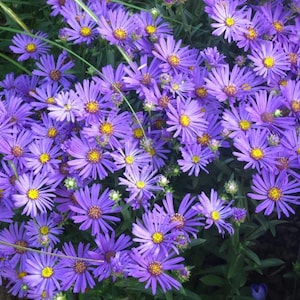 25個以上のASTER amellus 'Rudolf Goethe'種子 / ラベンダーブルーアスター / コテージガーデン / ワイルドフラワーブーケ (GJ32) F
