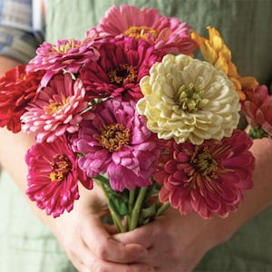 25+ Lovely State Fair Mix Zinnia Flower Seeds / Cottage Garden Zinnia / Zinnia Elegans / Summer Flower / (141) F
