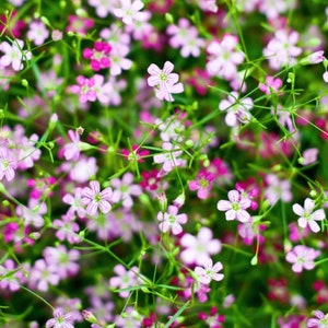 100+ Baby's Breath Mix Flower Seeds / Garden Flower Seeds / For Bouquet / For Dried Cut Flower /(G81) F