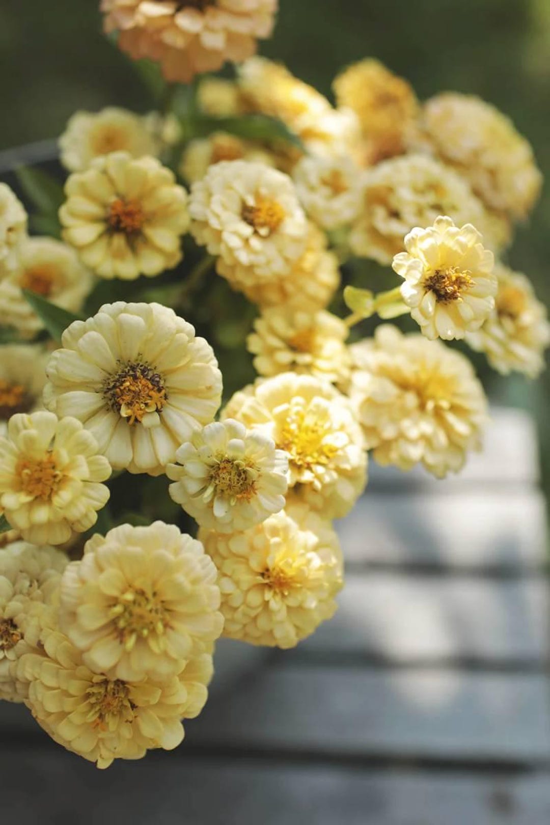 25+ クリーミーイエロージニア「イザベリナ」花の種  コテージガーデン  切り花ブーケ  (41) F - Etsy 日本