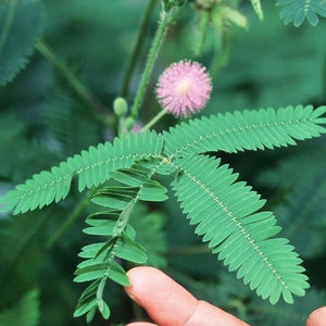 40+ Sensitive Plant Seeds / Mimosa Sensitive Plant Seeds / Mimosa Pudica / (C2) F