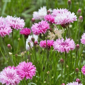 50/100/roze korenbloemzaadjes / grote variëteit / Cottage Garden Flower/ (GE9) F
