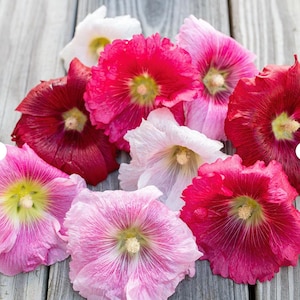 20 Stück Stockrosen Samen / Alcea rosea / bunte Blumensamen / Staude / (W21) F