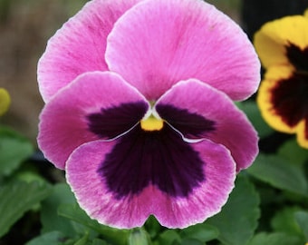 現在、この商品の在庫はありません - Etsy