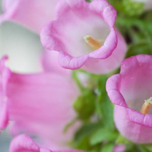 カンパニュラ ピンクシード 100個以上 / カンタベリーベル / ピンクカップ＆ソーサー / シングルベル / イングリッシュガーデン / コテージガーデン / (GJ6) FS