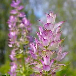 15 graines de Salvia 'Vatican Pink' / Fleur de jardin de cottage / Jardin anglais / (GJ16) F