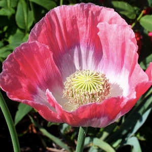 50+ / 100+ Giganthemum Poppy Flower Seeds / Papaver somniferum / Large Flower Poppy / (W25) F