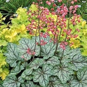 30+ Heuchera Seeds &#39;Dale&#39;s Strain&#39; / Unique Coral Bells Seeds / (GJ28) F