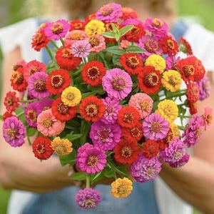30+ Sunbow Zinnia Mix-bloemzaden / Mix Kleur Zinnia Seeds / Cottage Garden / Snijbloemenboeket / Makkelijk te kweken / (88) F