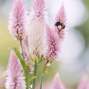 50+ Flamingo Feather Celosia Flower Seed / Celosia argentea spicata / Flower Seeds/ Non GMO / (69) F