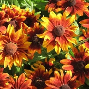 30+ Rudbeckia &#39;Orange Fudge&#39; Seeds / Rudbeckia Hirta / English Garden / Cottage Garden / (G148)