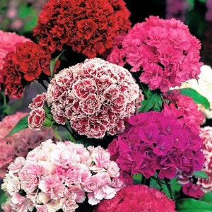 50+ Sweet William "Pinocchio" Seeds / Dianthus Barbatus  / Dwarf Sweet William / Perennial / Sow Seeds in Spring and Summer (G111 ) F