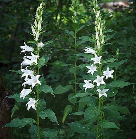Semillas De Campanilla Sperli 85459 - Enredadera Violeta, Para Balcones Y Paredes