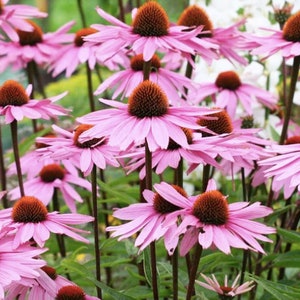 50+ Purple Coneflower Seeds /  Echinacea Seeds / Perennial / (W4) F
