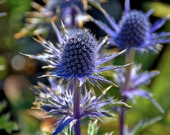 Semillas de cardo marino, Eryngium planum, flor azul, 30 semillas