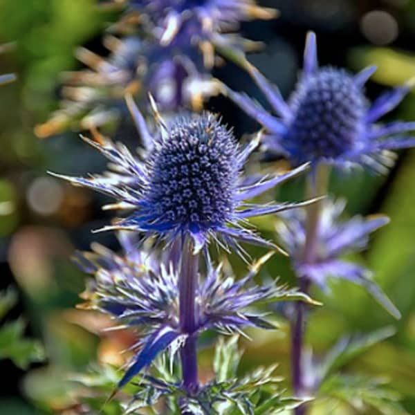 Semilla de acebo marino / Planta perenne / Resistente a los ciervos / Eryngium planum / Flor azul / (#W32) / 30+ semillas