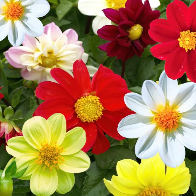 Peut inclure: Un assortiment vibrant de dahlias en pleine floraison. Les fleurs présentent une variété de couleurs, notamment le rouge, le blanc, le jaune et le rose, avec des centres jaune vif. Les pétales sont entièrement ouverts, révélant leurs détails complexes sur un fond de feuillage vert.