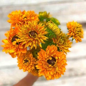 30+ Rudbeckia &#39;Goldilocks Seeds&#39;/ Rudbeckia Hirta / English Garden / Cottage Garden / (GJ57) F
