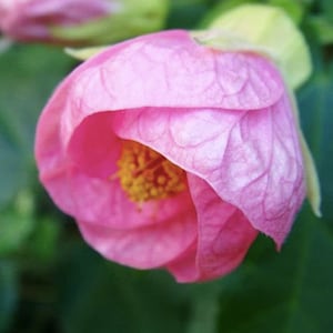 Abutilon hybridum mix bloemzaden / bloeiende esdoornzaden / zeldzame zaden / vaste plant / 10 zaden / (E7) F