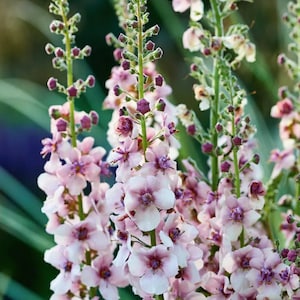 100+ Verbascum Phoeniceum verleider bloemenmix bloemzaden / koningskaars mix zaden / (G54) F