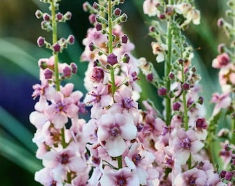 Verbascum phoeniceum Temptress Flower Mix, Königskerze Mix Samen, englischer Garten, Schnittblume, 100 Samen