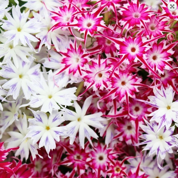 Graines de fleurs Phlox Twinkle Star Mix / Phlox Drummondii Cuspidata / (# G41) / + de 50 graines