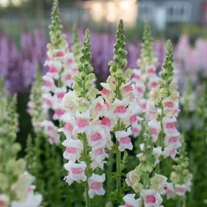 Op de afbeelding: Close-up van snapdragon bloemen in een tuin. De bloemen zijn wit met roze accenten en groeien op lange groene stelen. De achtergrond bevat andere bloemen in tinten paars en groen.
